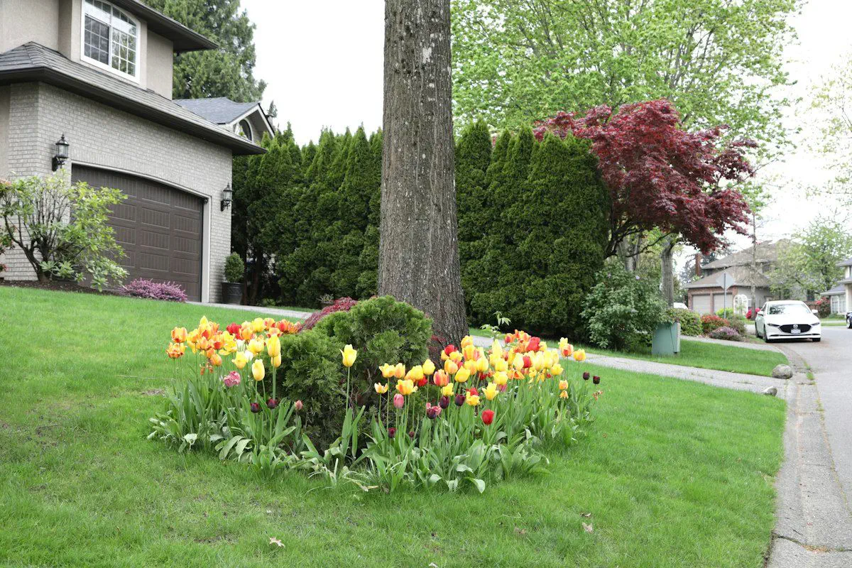 Abattage d'arbre au Québec : le règlement et la propriété